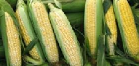 Corn