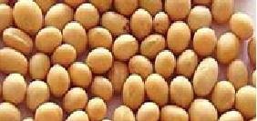 Soybean
